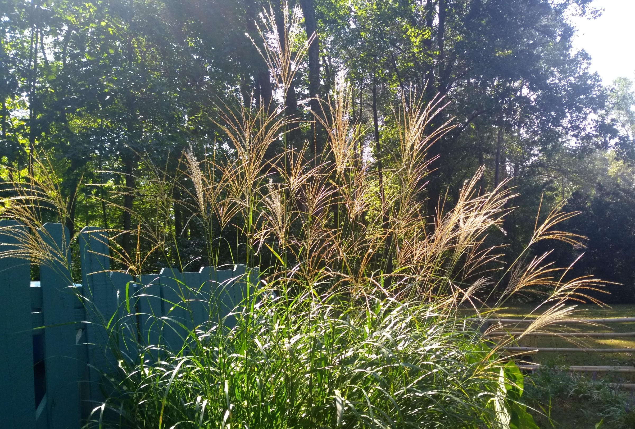 Summer in Summerfield